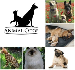 Animal O'Top , comportementaliste chiens , comportementaliste chats