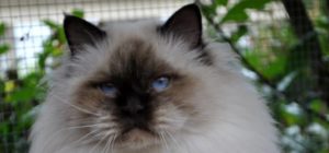 Animal O'top, comportementaliste chats, spécialiste du chat, comportement du chat