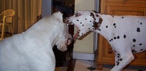 Animal O'top, éducateur, comportementaliste canin, solutions pour chien agressif
